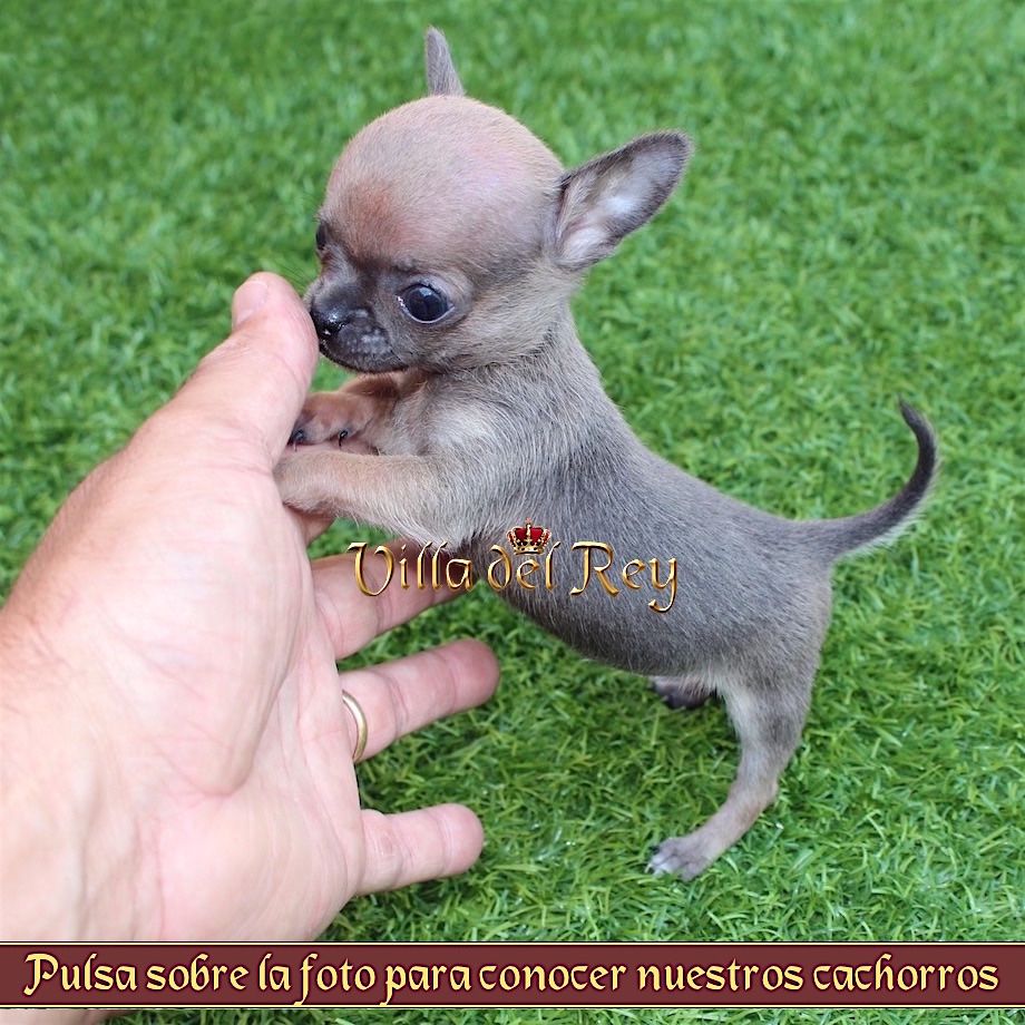 puntada Interpretación Hola Cachorros Chihuahua Villa del Rey - Criadero de Chihuahuas en Alicante-  Cachorros en Venta - Blog