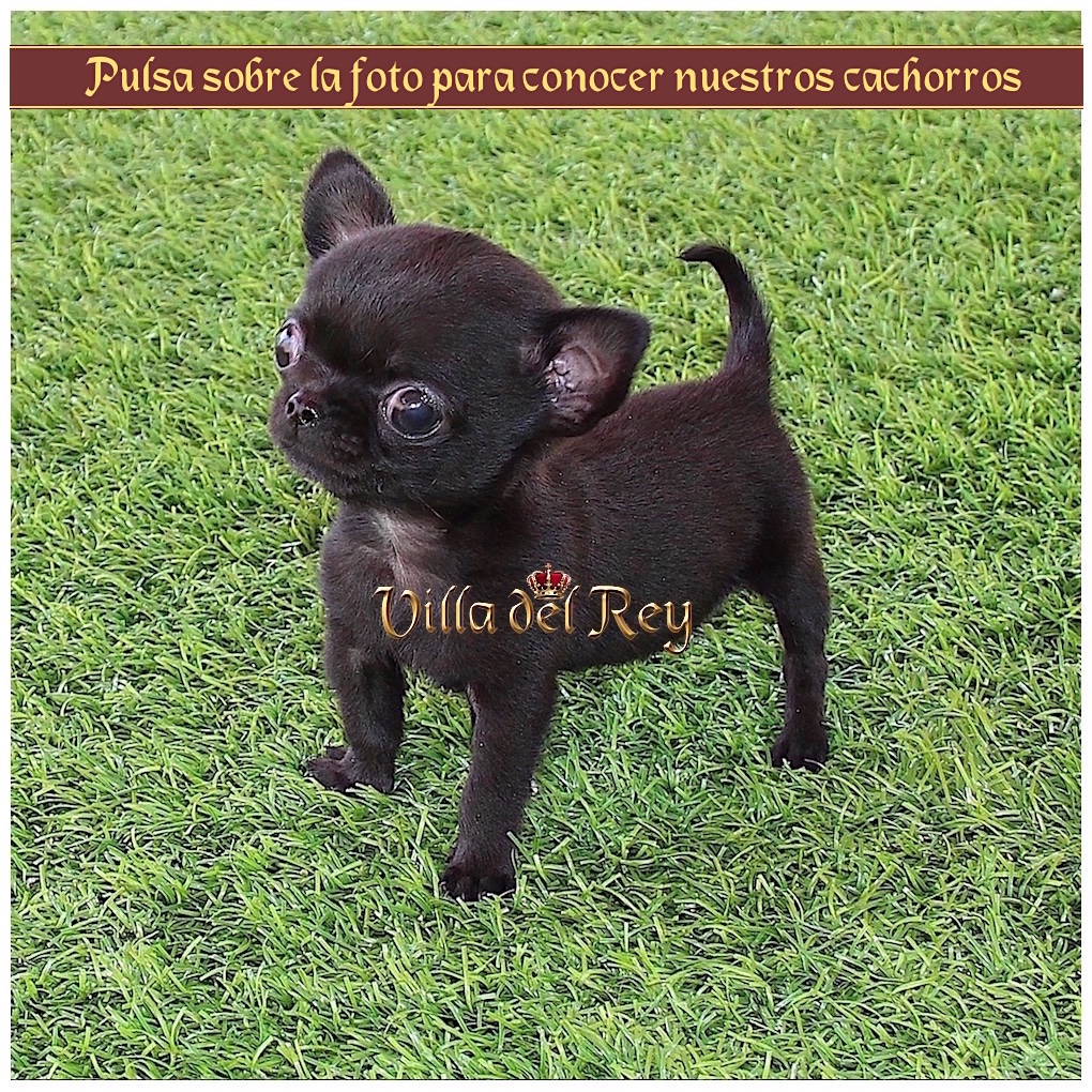 Cachorros Chihuahua Villa del Rey Toy, enano