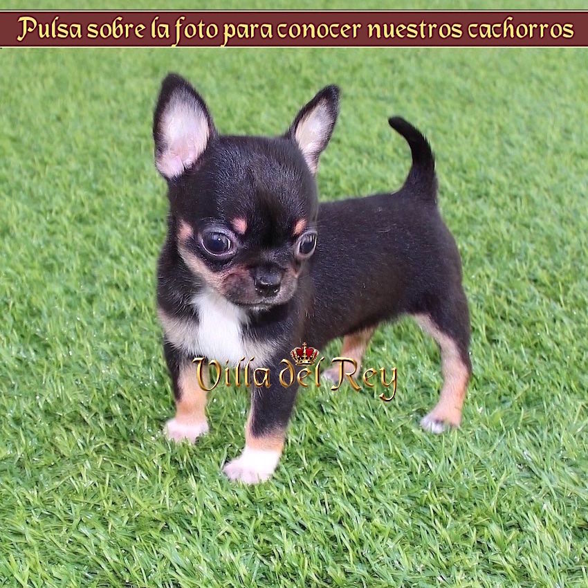 puntada Interpretación Hola Cachorros Chihuahua Villa del Rey - Criadero de Chihuahuas en Alicante-  Cachorros en Venta - Blog