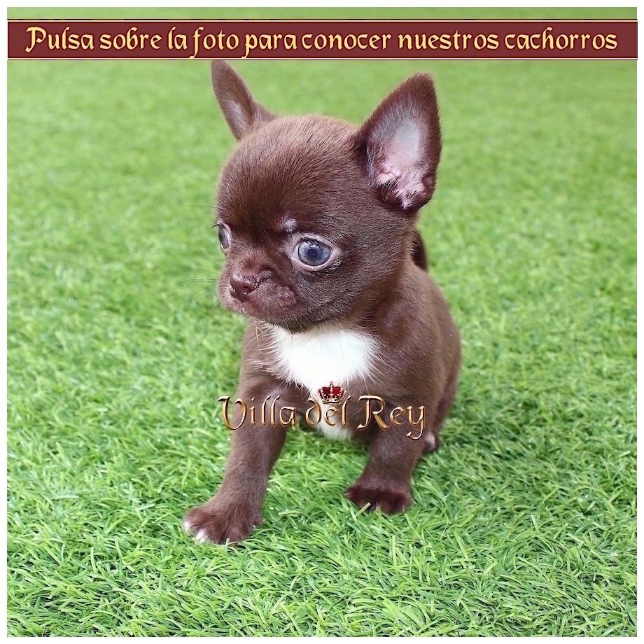 Cachorros Chihuahua Villa del Rey Criadero de Chihuahuas en Bilbao - Chihuahuas en Bilbao -Vizcaya Blog