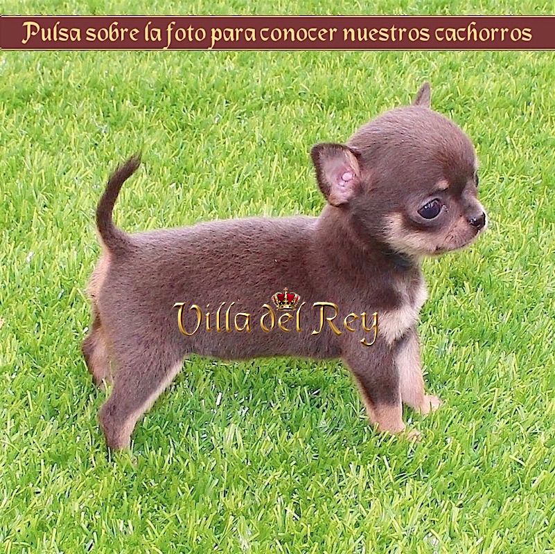 Aislar pantalones Irónico Cachorros Chihuahua Villa del Rey - Criadero de Chihuahuas en La Coruña -  Cachorros en Venta - Blog