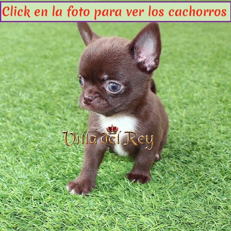 Cachorros Chihuahua Villa del Rey - Criadero de en Madrid
