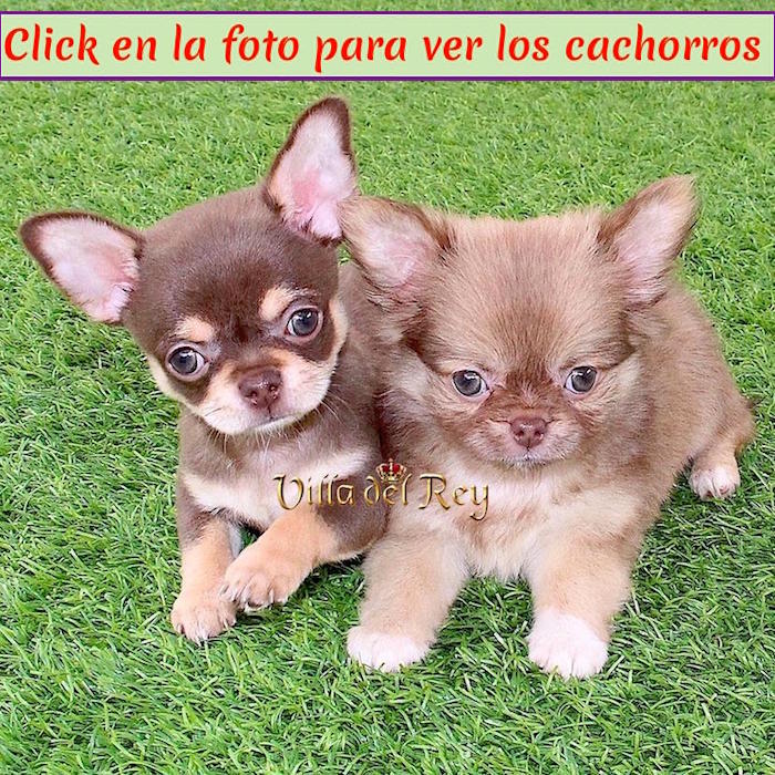 Cachorros Chihuahua Villa del - Criadero de Chihuahua en Terrassa -