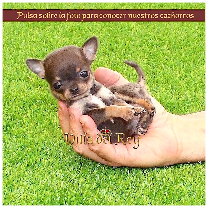 Cachorros Chihuahua Villa del Criadero de Chihuahuas en Alicante - Blog