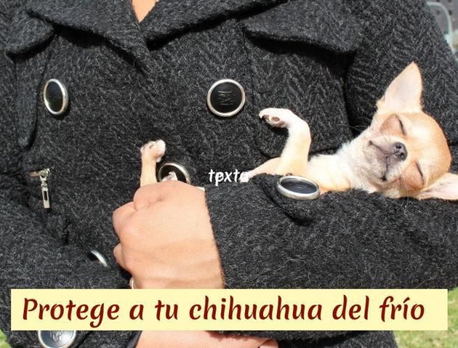 Chihuahua Resfriado- Chihuahua con catarro - Chihuahua con Tos